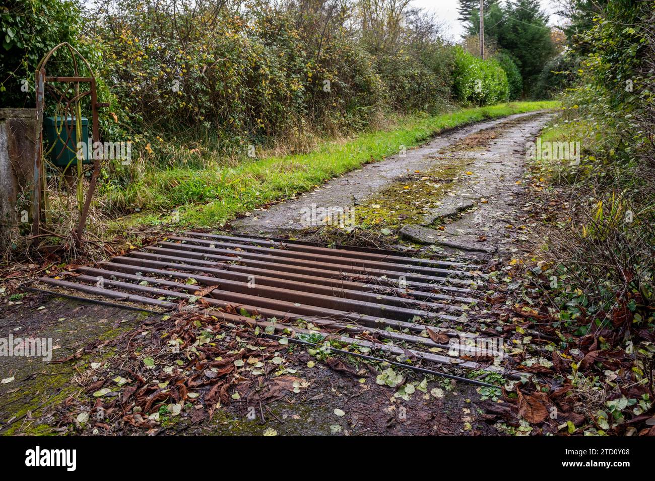 Griglia del bestiame su una strada privata in Irlanda. Foto Stock