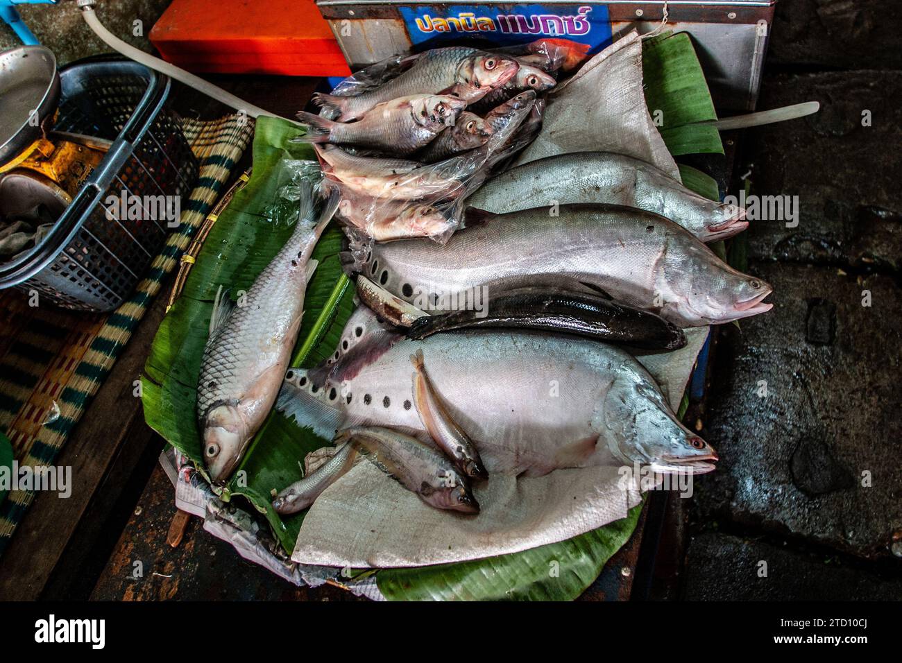 Pesce in vendita nel mercato alimentare di Bangkok, Thailandia Foto Stock