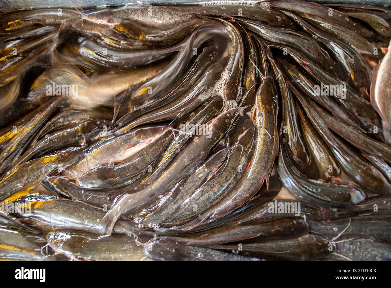 pesce gatto in vendita nel mercato alimentare di Bangkok, Thailandia Foto Stock