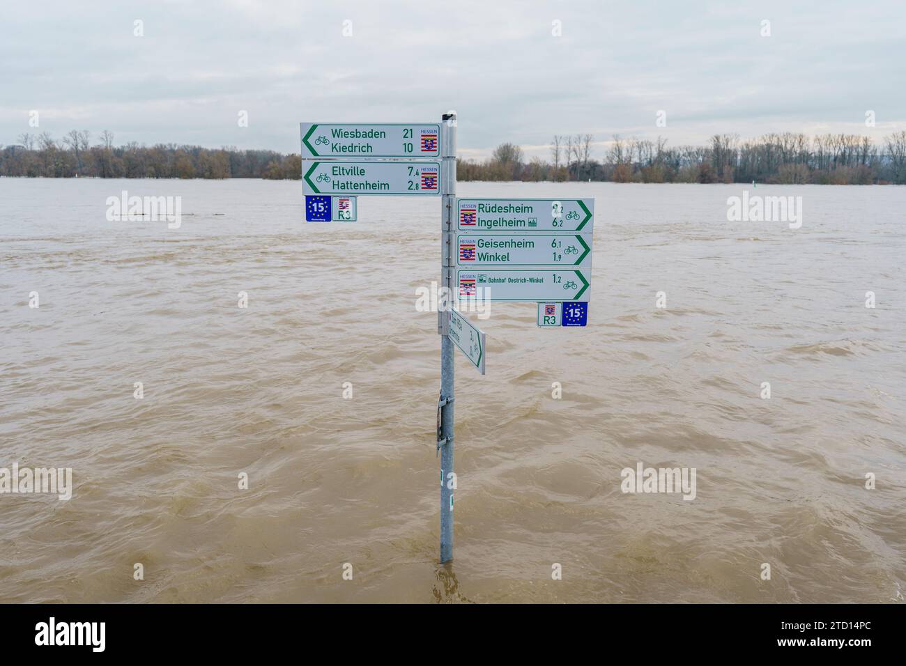 15 dicembre 2023, Assia, Oestrich-Winkel: La pista ciclabile con segnaletica sulle rive del Reno nel distretto di Mittelheim (Oestrich-Winkel) è completamente sott'acqua. Dopo le piogge e lo scongelamento, il Reno in Assia è aumentato ulteriormente. Il servizio di traghetto tra Mittelheim (Oestrich-Winkel) e Ingelheim (Renania-Palatinato) è stato sospeso. Foto: Andreas Arnold/dpa Foto Stock