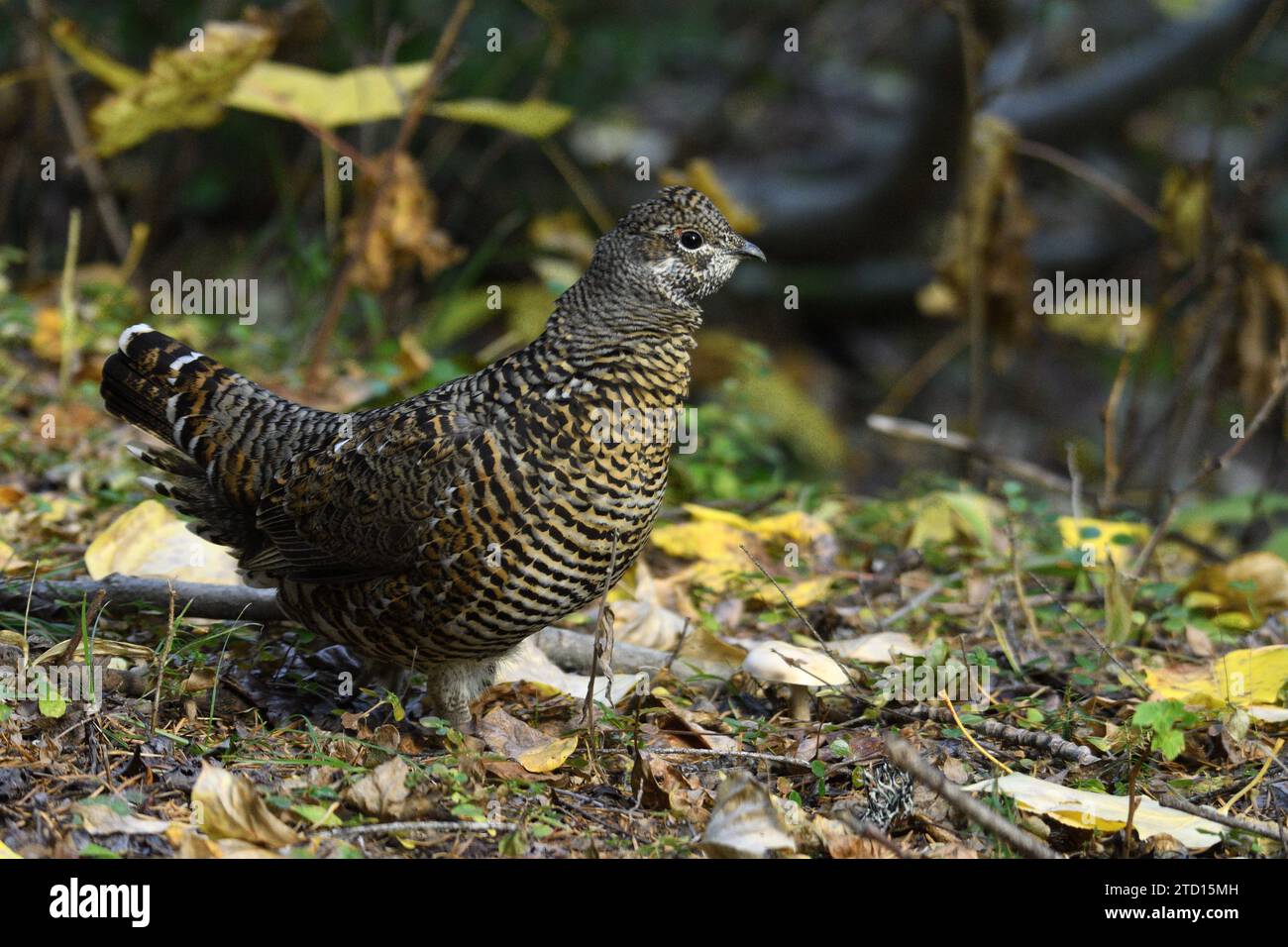 Abete rosso (Canachites canadensis) in una foresta di conifere e decidue in autunno. Kootenai National Forest, Montana nord-occidentale. Foto Stock