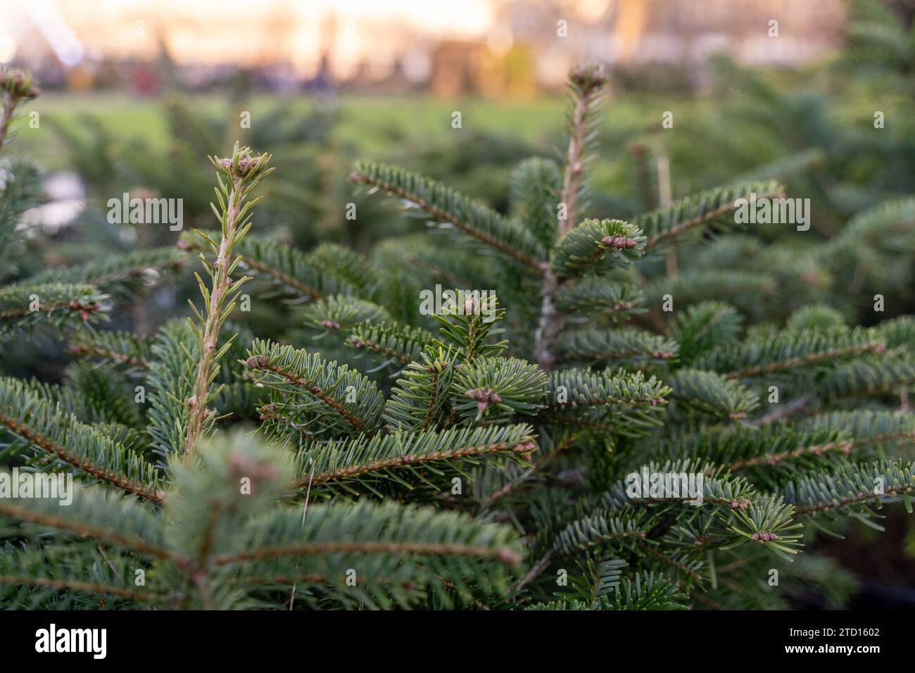 Wald zu weihnachten immagini e fotografie stock ad alta risoluzione - Alamy