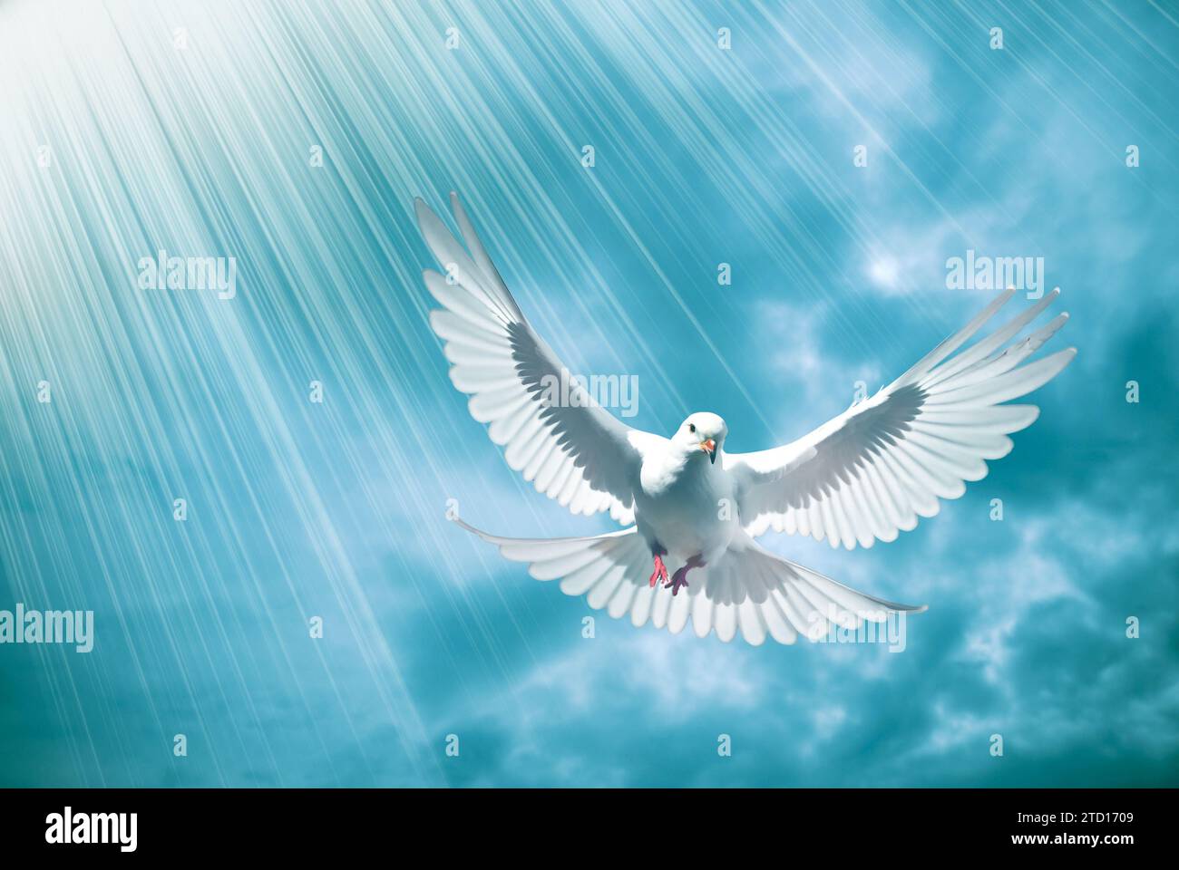 colomba bianca di pace e amore con raggi divini di luce Foto Stock