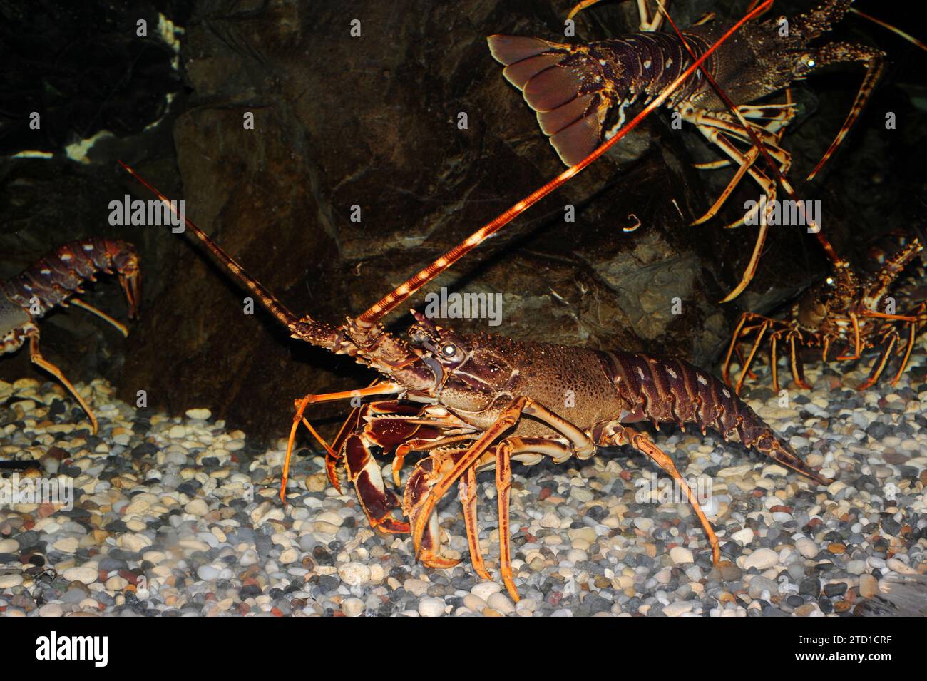 L'aragosta mediterranea (Palinurus elephas) è un crostacei commestibile originario del Mar Mediterraneo e dell'Oceano Atlantico orientale. Foto Stock