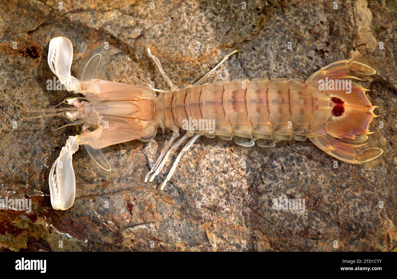 Il gambero Mantis (Squilla mantis) è un crostacei commestibile originario del Mar Mediterraneo e dell'Oceano Atlantico orientale. Foto Stock