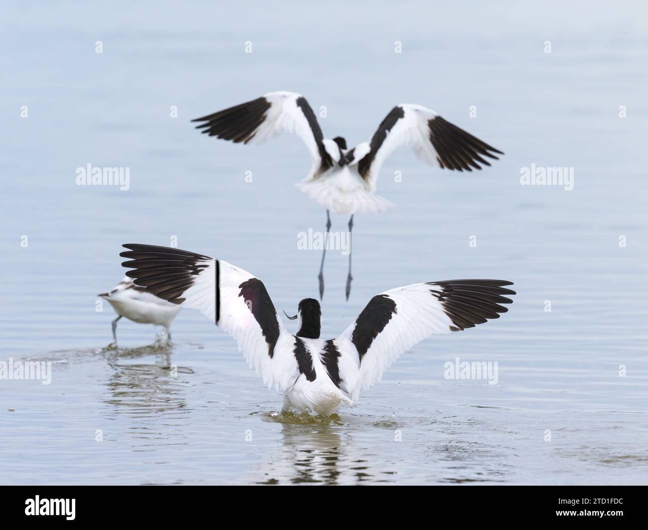 Pied avocets che volano via da uno stagno, giorno nuvoloso in inverno in Camargue (Provenza, Francia) Foto Stock