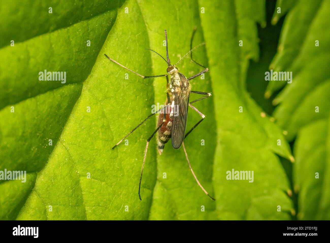 La zanzara riposa su una foglia verde dopo aver prelevato sangue con spazio per la copia Foto Stock