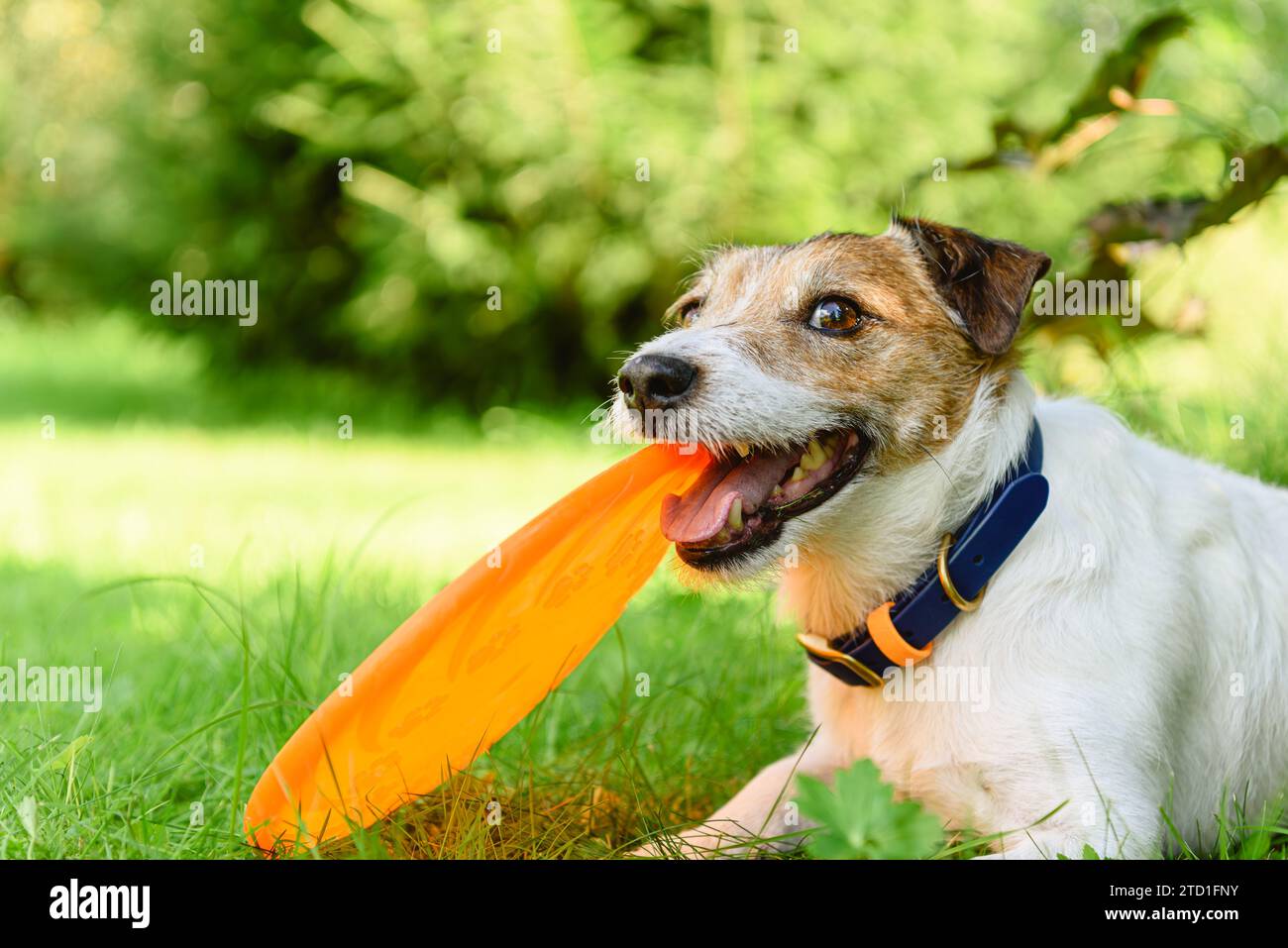 Un cane simpatico e allegro che tiene in bocca il suo disco frisbee giocattolo preferito sdraiato sull'erba nel parco Foto Stock