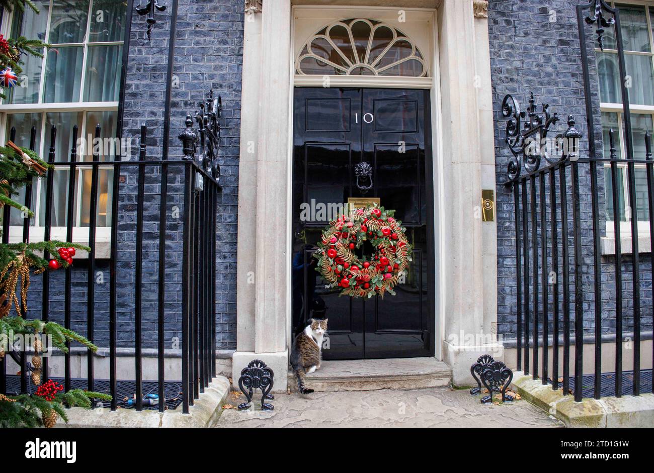 Londra, Regno Unito 15 dicembre 2023 Larry the Cat, capo Mouser al Tesoro, alla porta del numero 10. L'albero di Natale di Downing Street fuori dalla porta del numero 10, la casa del primo ministro britannico. Foto Stock