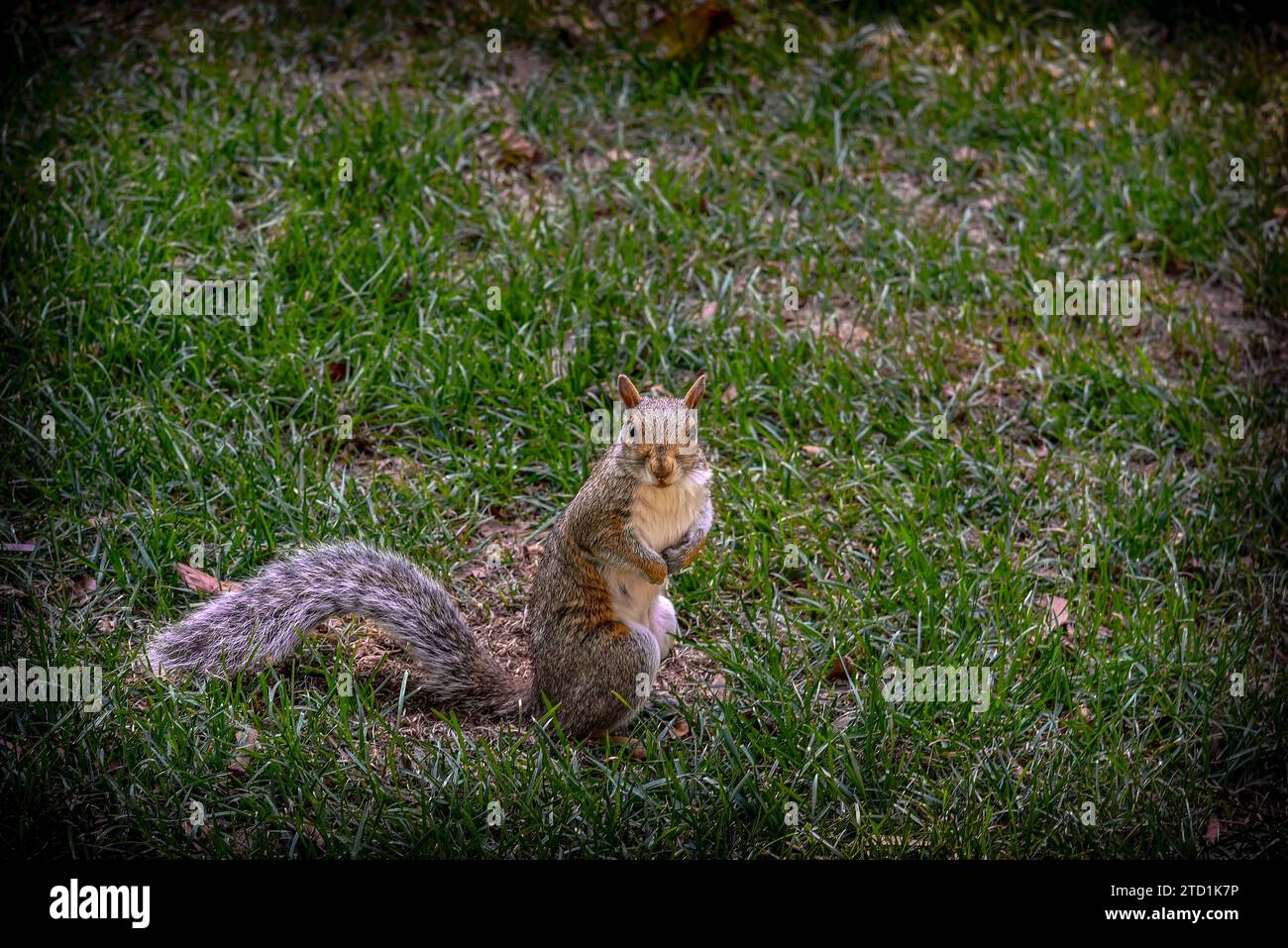 Un Gray Squirrel a Central Park - Manhattan, New York City Foto Stock