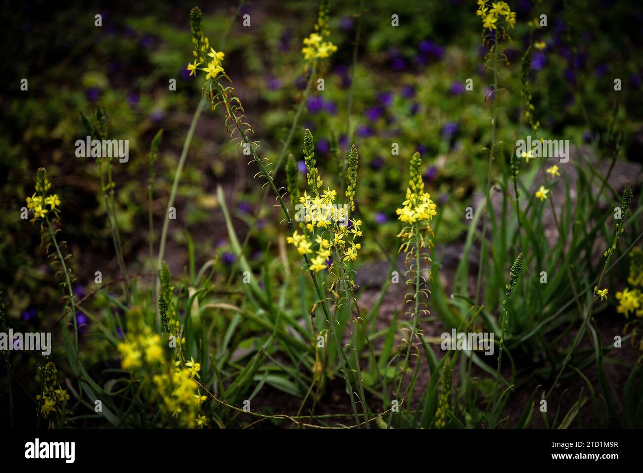 Un bellissimo giardino di Bulbines Foto Stock