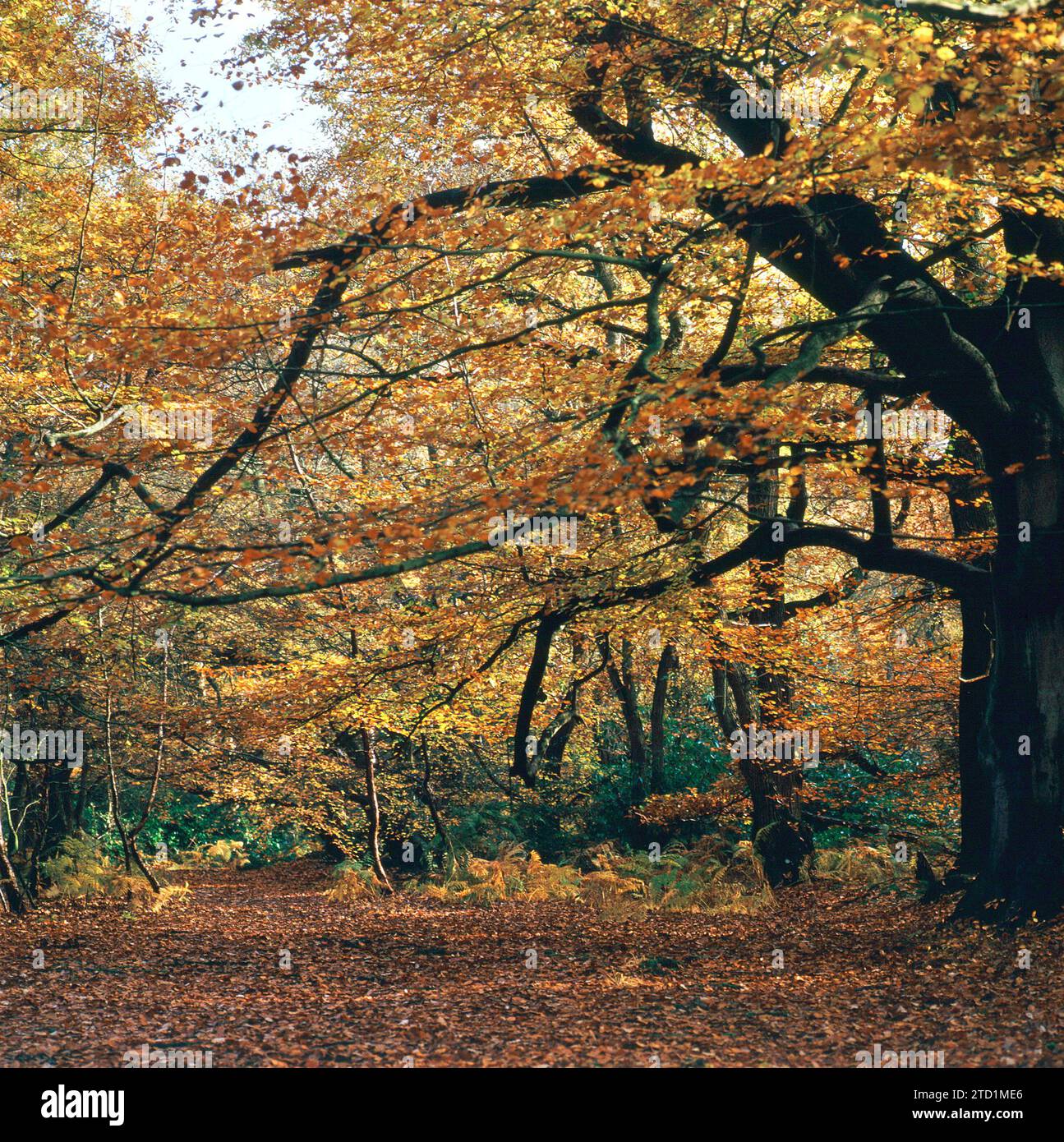Burnham Beeches in autunno Foto Stock