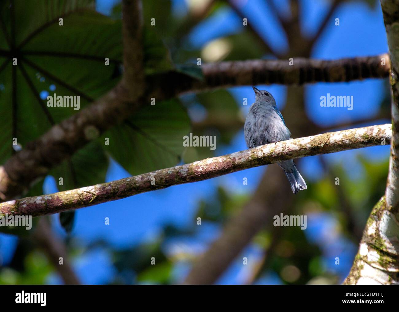 L'incantevole Tanager blu-grigio (Thraupis episcopus) dona un tocco di vivacità tropicale alla scena. Originario dell'America centrale e meridionale, questo scintillante songbird c Foto Stock