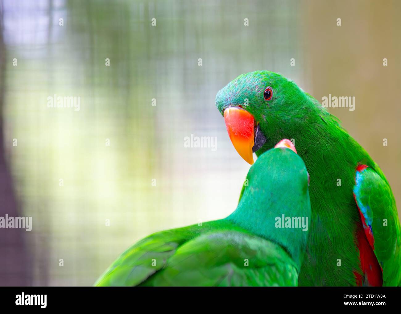 Lo splendente Eclectus Parrot (Eclectus roratus), originario delle foreste pluviali dell'Oceania, affascina con il suo vivace piumaggio. Questo intelligente e ch Foto Stock