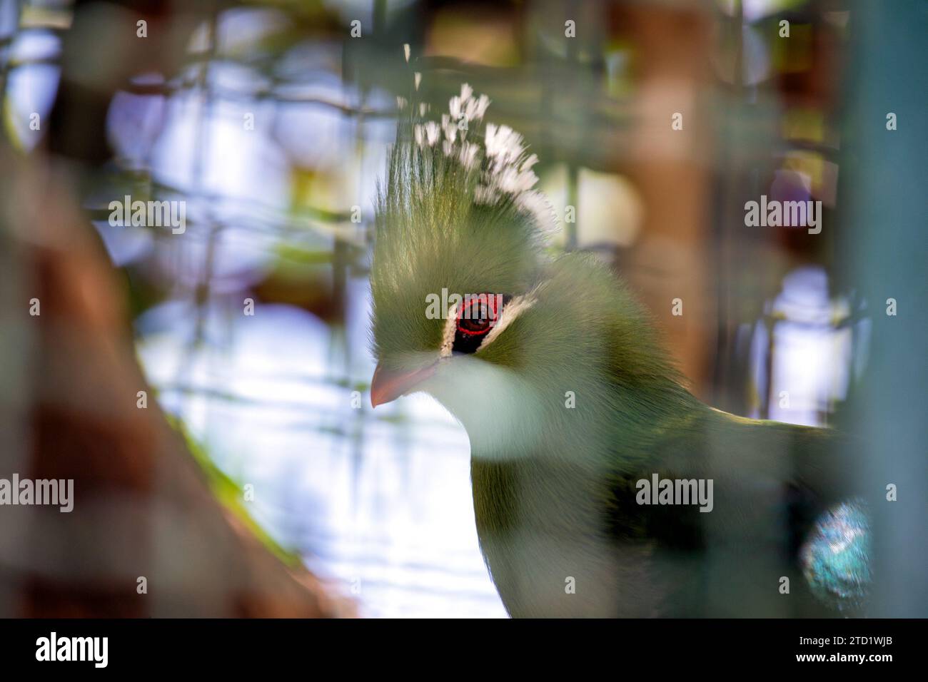 L'affascinante Guinea Turaco (Tauraco persa), un gioiello vibrante nei boschi africani. Con il suo suggestivo piumaggio verde e rosso, questo grazioso uccello porta con sé Foto Stock