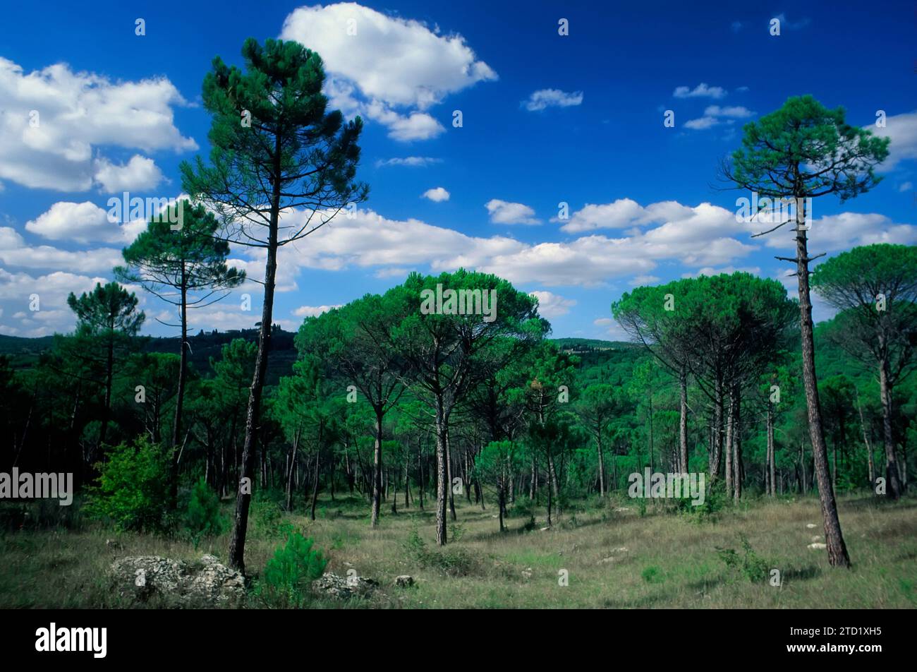 Pineta collinare con pino (Pinus pinea) con praterie secche (Festuco-Brometalia). Ambiente mediterraneo semi-naturale. Chianti, Toscana, IT Foto Stock