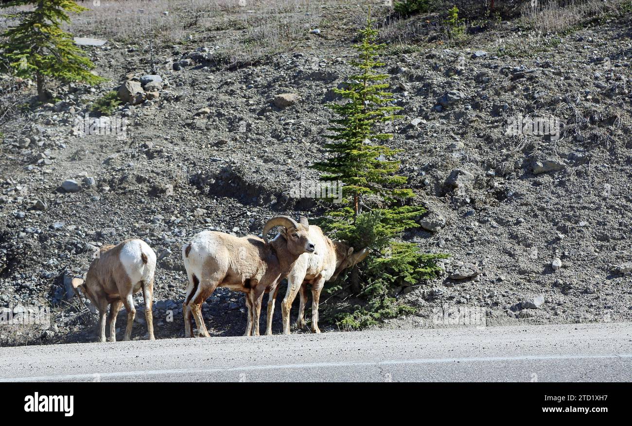 Tre pecore di Bighorn - Jasper NP, Canada Foto Stock