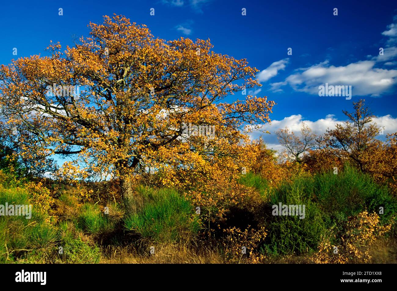 bosco di quercia con grandi alberi (matrici). Quercia di rovere (Quercus pubescens) e quercia di tacchino (Quercus cerris). Tipo di coltivazione per suino allevato all'aperto B. Foto Stock