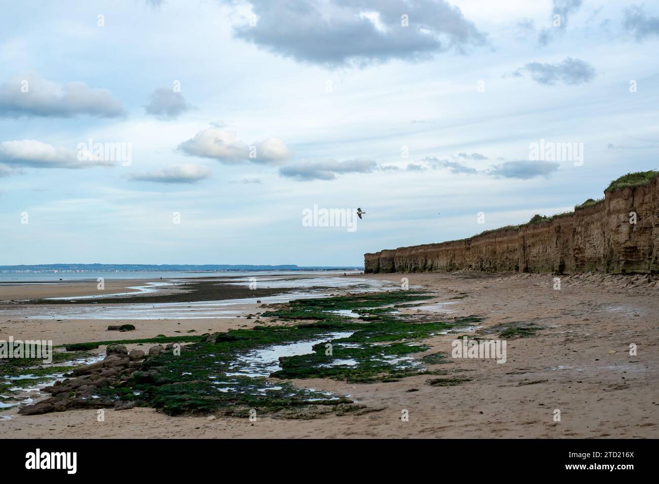 Un solo gabbiano si libra sopra una spiaggia tranquilla con rocce verdi ricoperte di alghe e scogliere lontane sotto un cielo nuvoloso. Foto Stock