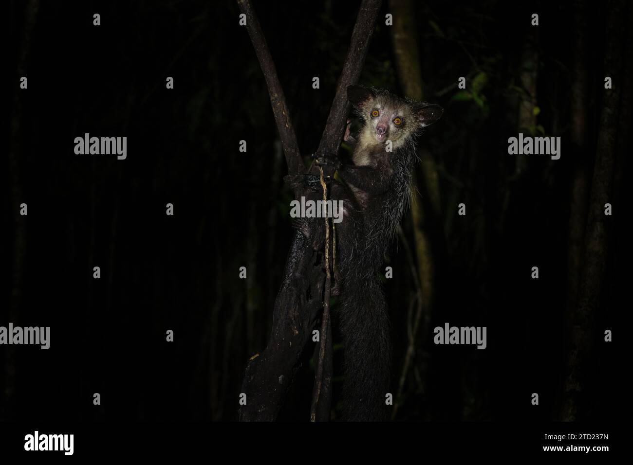 Si', durante la notte in Madagascar. Il curioso lemure sta cercando del cibo. Lemur assomiglia a Yoda di Star Wars. Lemuri sull'isola del Madagascar. Foto Stock