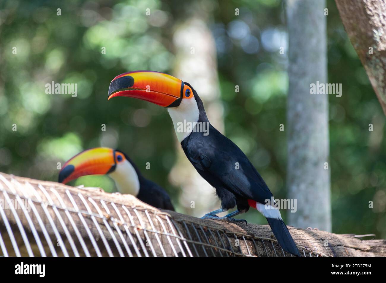 Toco toucan (Ramphastos Toco) Foto Stock