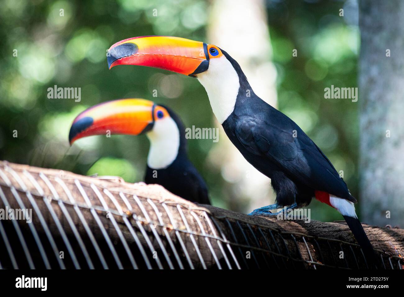 Toco toucan (Ramphastos Toco) Foto Stock