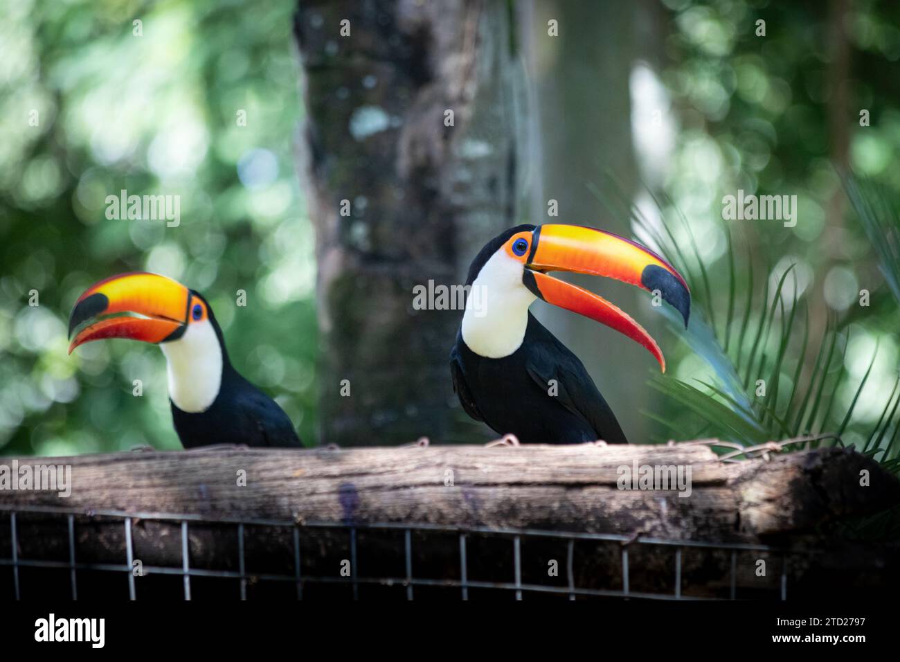 Toco toucan (Ramphastos Toco) Foto Stock