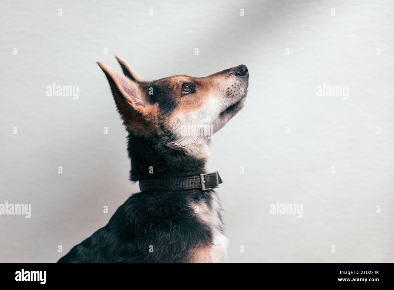 Profilo laterale di un cane di razza mista Foto Stock