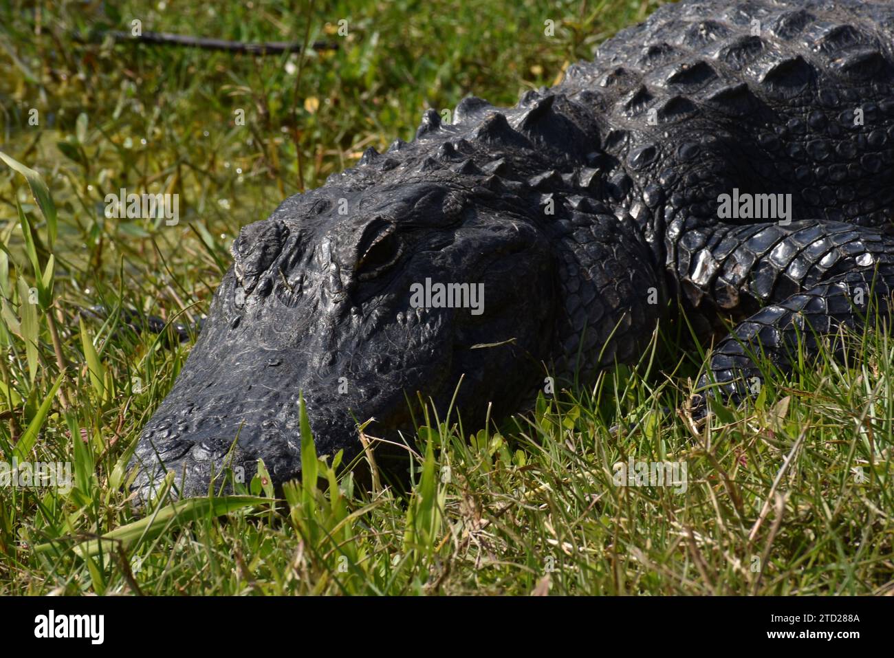 Prato o righello sul fiume? 🐊🌿 questo alligatore vive la sua vita migliore sulla riva erbosa del fiume Foto Stock