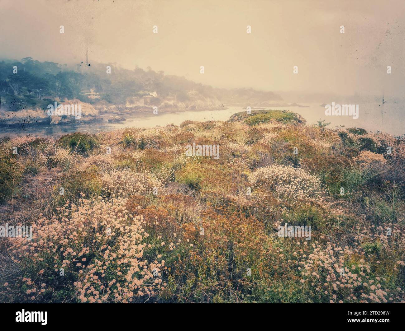 Splendido paesaggio costiero con fiori selvatici presso la riserva naturale statale di Point Lobos, California, in una nebbia mattutina estiva. Foto Stock