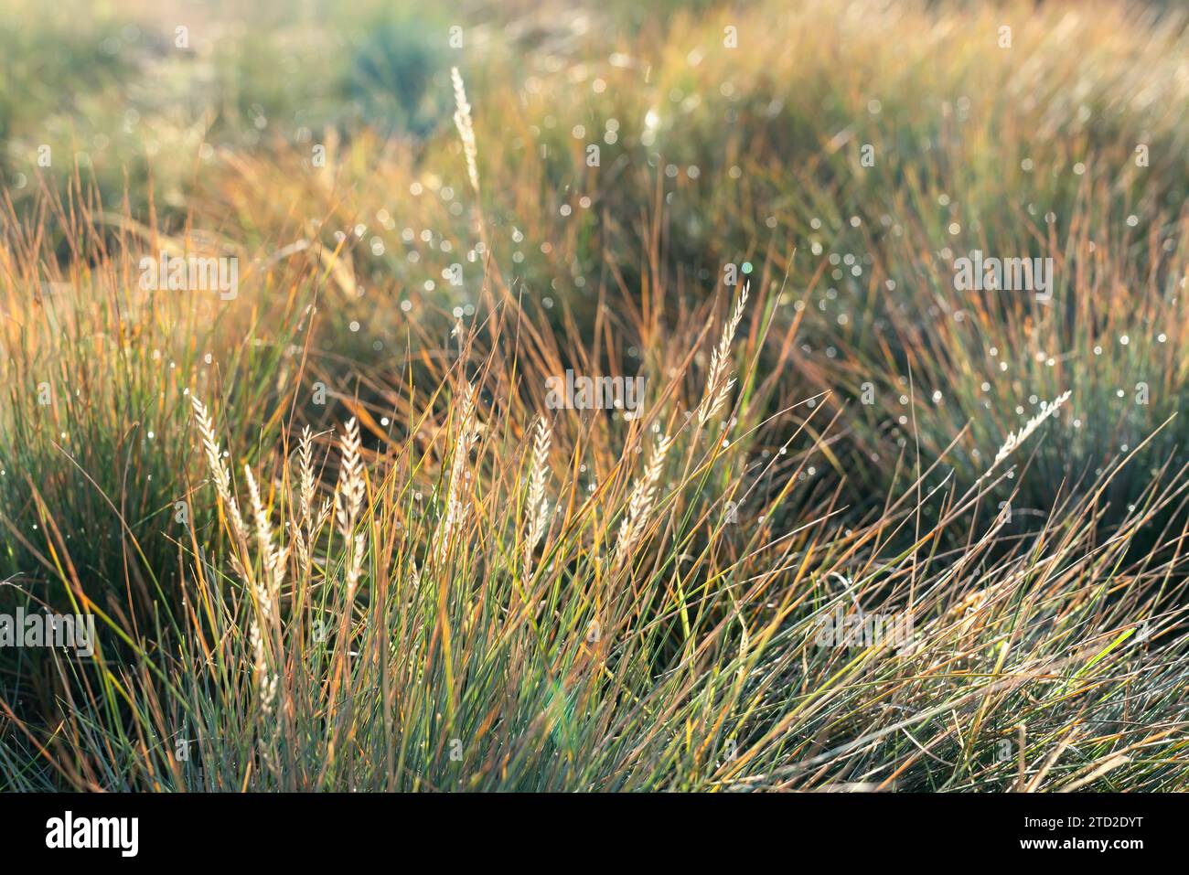 Erba giallastro (Festuca glauca) che diventa parzialmente gialla e si asciuga in autunno Foto Stock