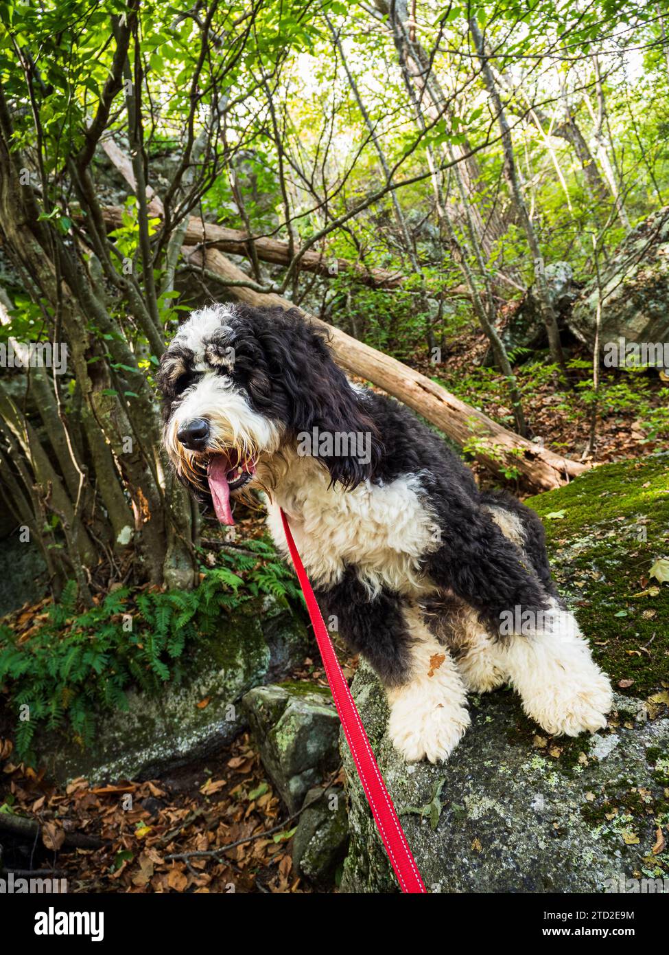 Nelle profondità della foresta del West Virginia, un cucciolo di Bernedoodle si trova in cima a una pietra, adornato con un guinzaglio rosso. Foto Stock