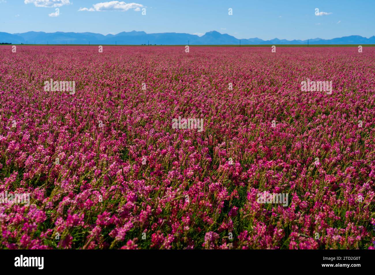 Campo di Sainfoin color rosa con catena montuosa sullo sfondo nel Montana, Stati Uniti. Foto Stock