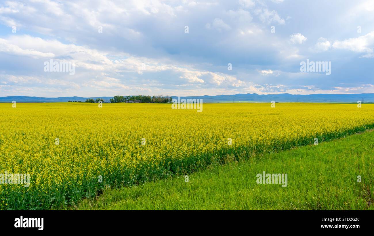 Campo di canola gialla e erba verde in estate. Foto Stock