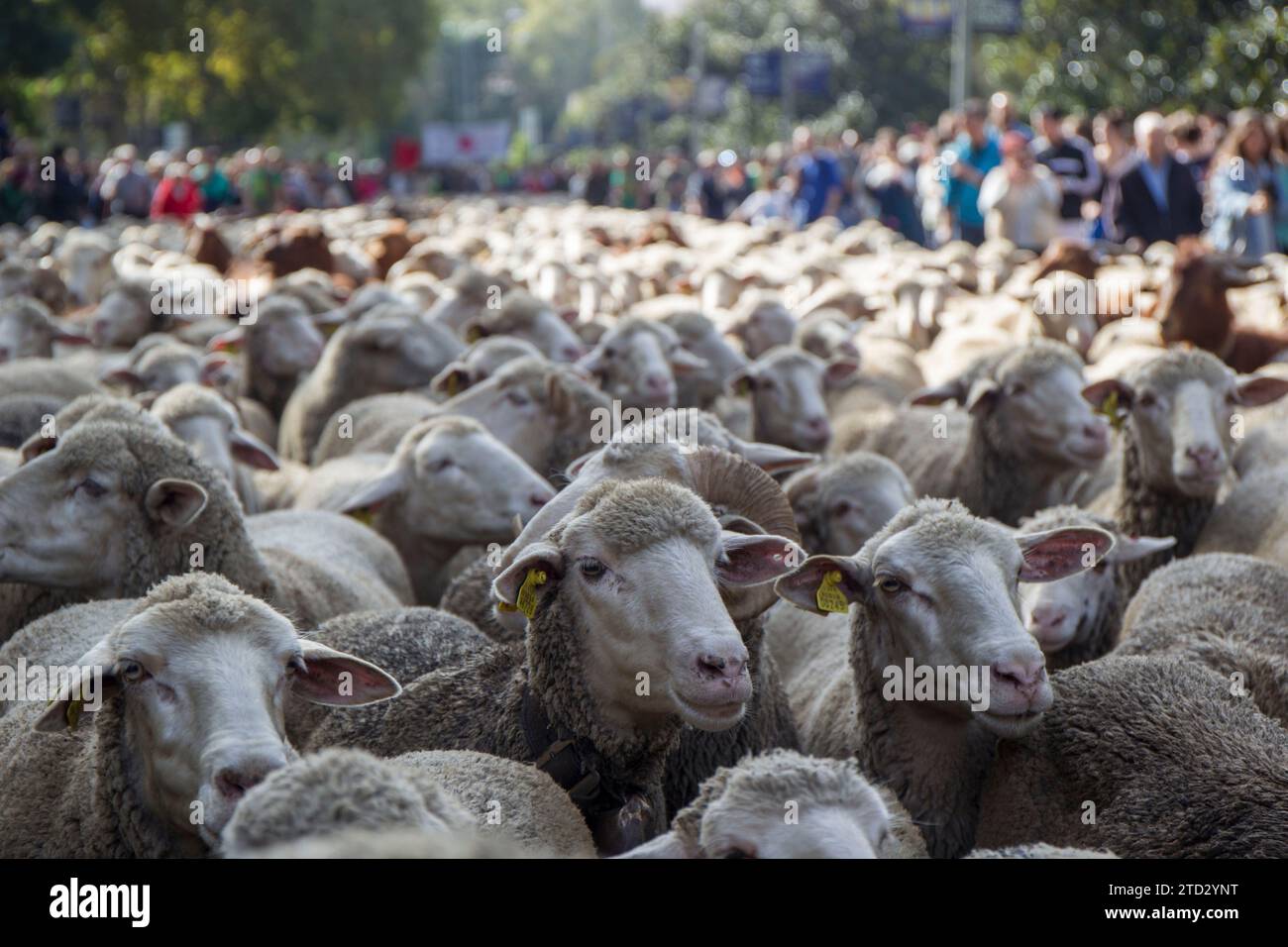 Madrid, 21/10/2018. Festa della transumanza a Madrid. Manuela Carmena riceve i pastori che attraversano la capitale in cerca di pascoli invernali. Foto: Isabel Permuy ARCHDC. Crediti: Album / Archivo ABC / Isabel B Permuy Foto Stock