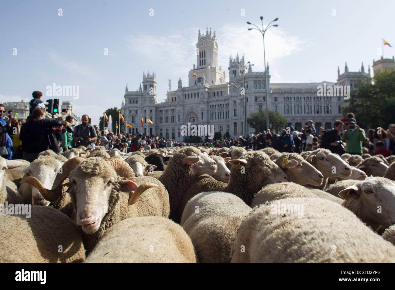 Madrid, 21/10/2018. Festa della transumanza a Madrid. Manuela Carmena riceve i pastori che attraversano la capitale in cerca di pascoli invernali. Foto: Isabel Permuy ARCHDC. Crediti: Album / Archivo ABC / Isabel B Permuy Foto Stock