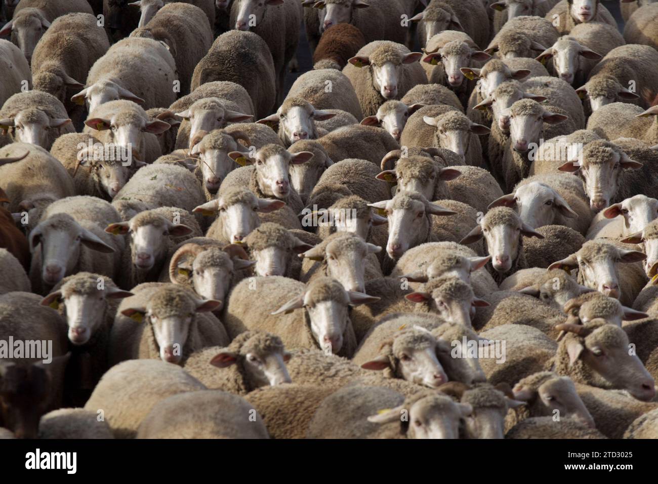 Madrid, 21/10/2018. Festa della transumanza a Madrid. Manuela Carmena riceve i pastori che attraversano la capitale in cerca di pascoli invernali. Foto: Isabel Permuy ARCHDC. Crediti: Album / Archivo ABC / Isabel B Permuy Foto Stock
