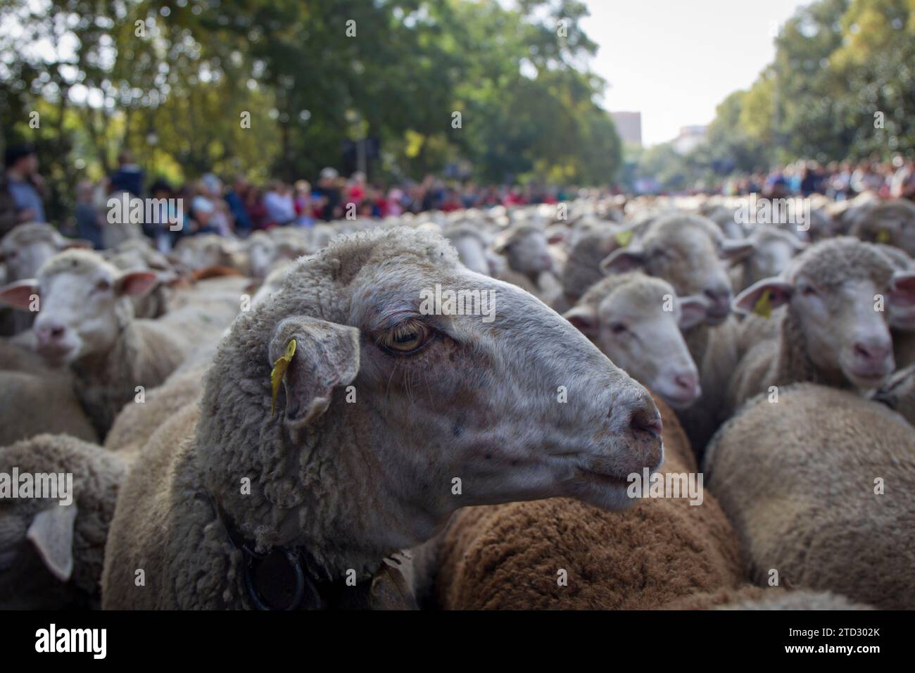 Madrid, 21/10/2018. Festa della transumanza a Madrid. Manuela Carmena riceve i pastori che attraversano la capitale in cerca di pascoli invernali. Foto: Isabel Permuy ARCHDC. Crediti: Album / Archivo ABC / Isabel B Permuy Foto Stock