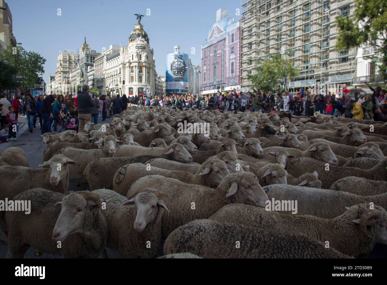 Madrid, 21/10/2018. Festa della transumanza a Madrid. Manuela Carmena riceve i pastori che attraversano la capitale in cerca di pascoli invernali. Foto: Isabel Permuy ARCHDC. Crediti: Album / Archivo ABC / Isabel B Permuy Foto Stock