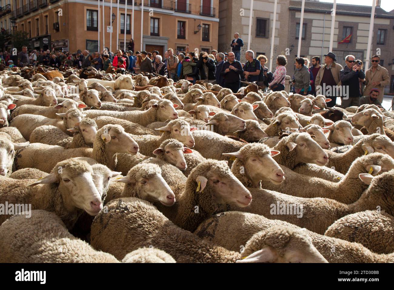 Madrid, 21/10/2018. Festa della transumanza a Madrid. Manuela Carmena riceve i pastori che attraversano la capitale in cerca di pascoli invernali. Foto: Isabel Permuy ARCHDC. Crediti: Album / Archivo ABC / Isabel B Permuy Foto Stock