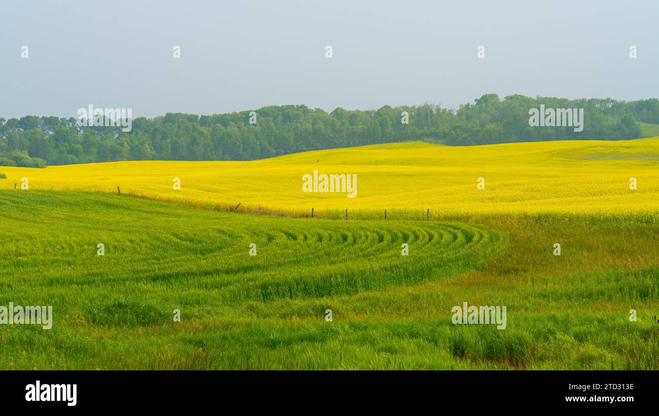 Campo di canola gialla e campo di grano verde in estate. Foto Stock