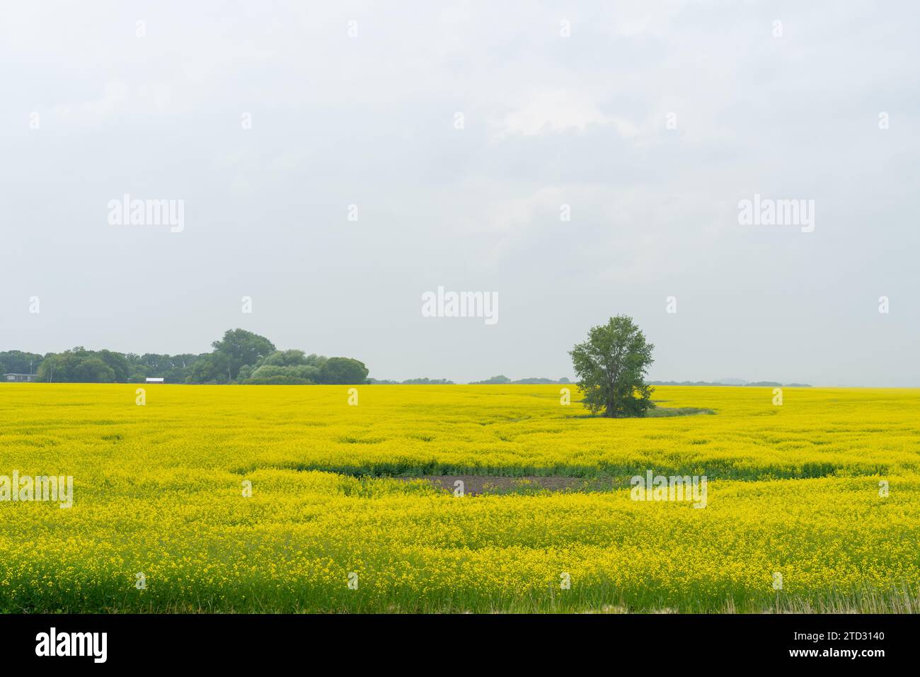 I campi di canola gialli raggiungono il picco della fioritura in estate. Foto Stock