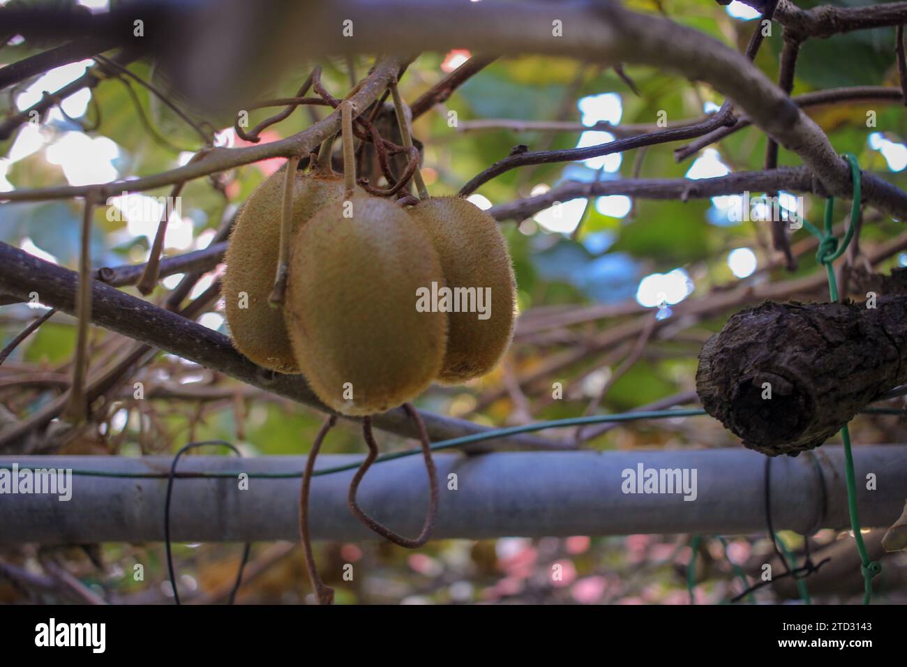 Vendemmia autunnale: Abbondante coltura Kiwi nel frutteto Foto Stock