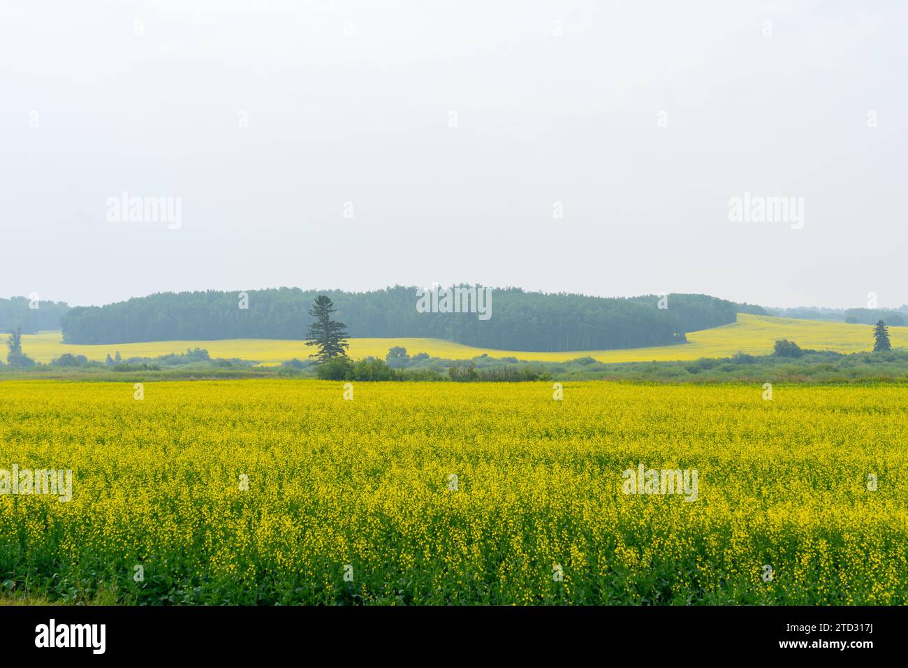 I campi di canola gialli raggiungono il picco della fioritura in estate. Foto Stock