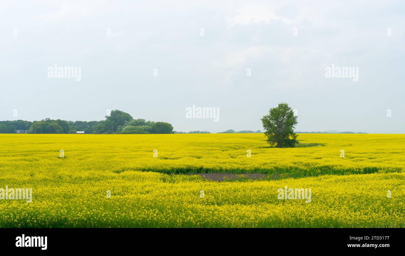 I campi di canola gialli raggiungono il picco della fioritura in estate. Foto Stock