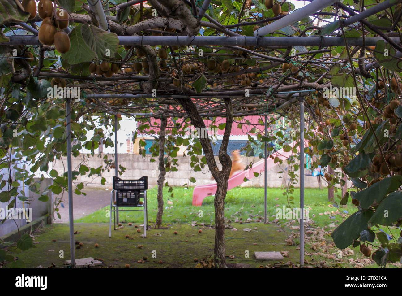 Bounty della natura: Abbondanti kiwi sugli alberi di frutteto Foto Stock
