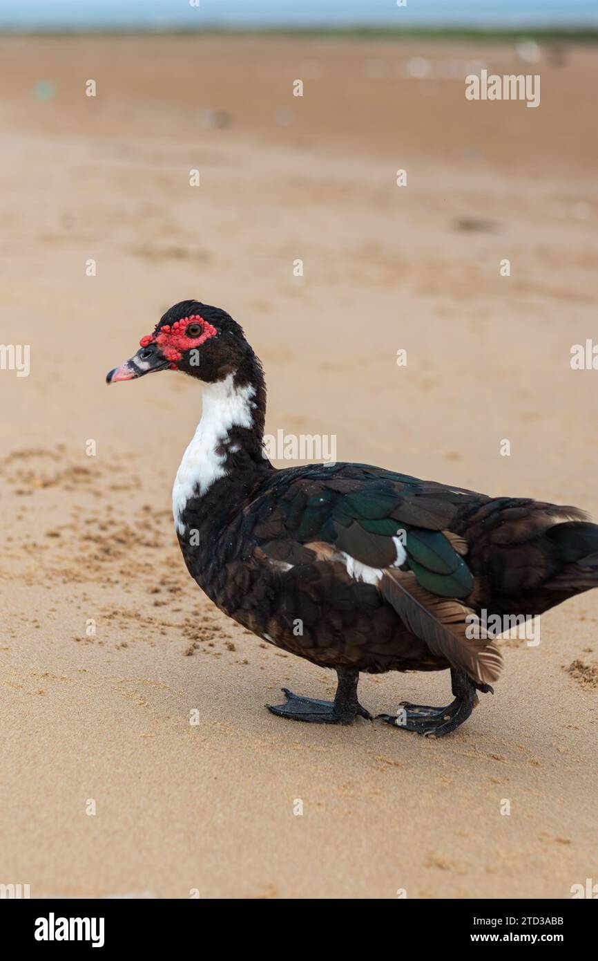 Cairina moschata - anatra moscovita domestica con volto rosso Foto Stock