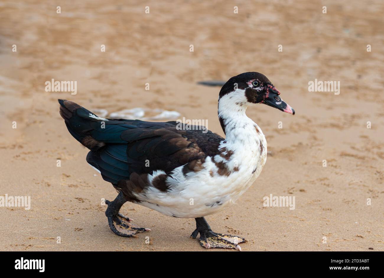 Cairina moschata - anatra moscovita domestica con volto rosso Foto Stock