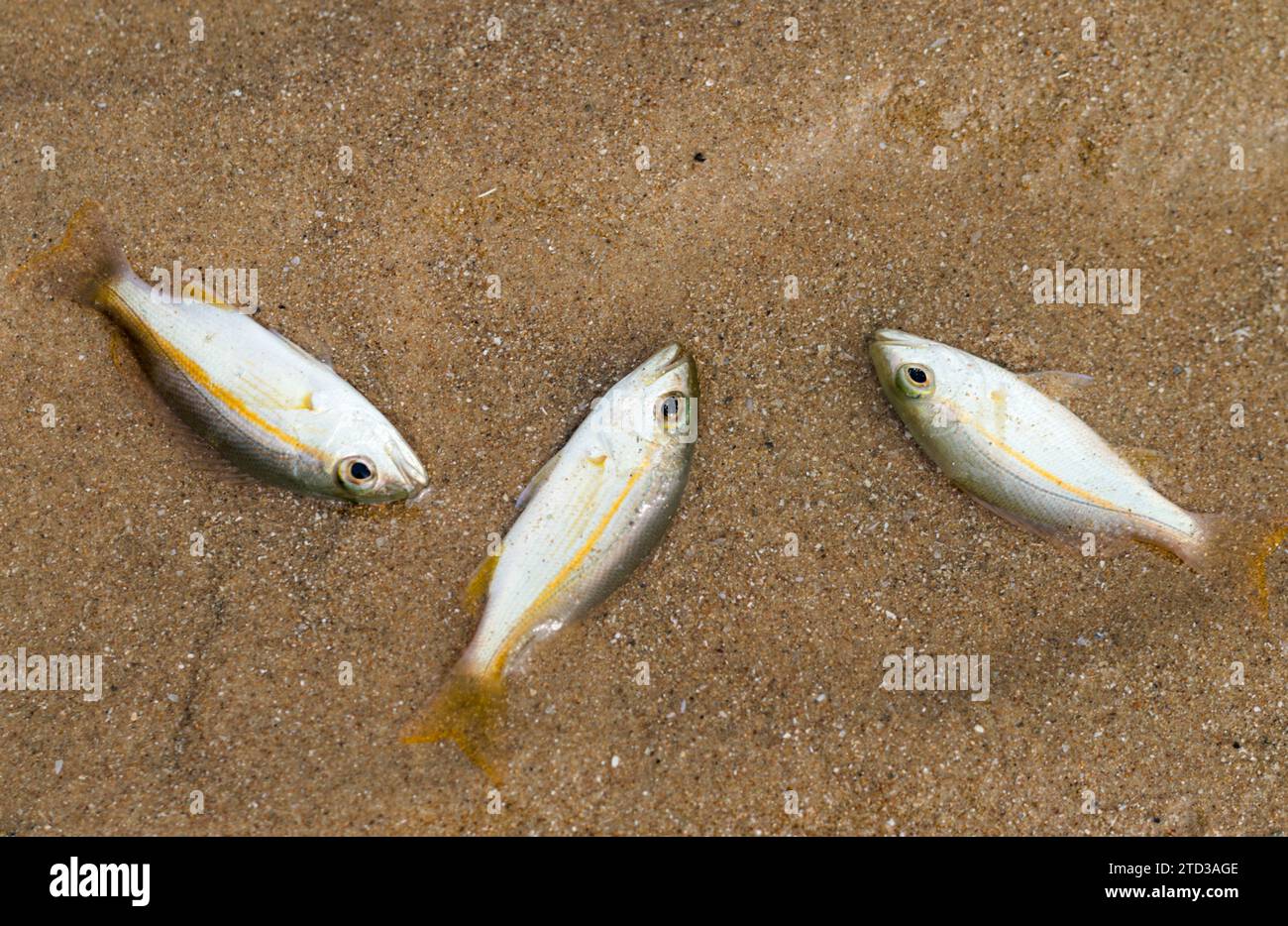 I piccoli pesci muoiono a causa dell'avvelenamento da tuba o delle piante di Derris. problemi ambientali Foto Stock