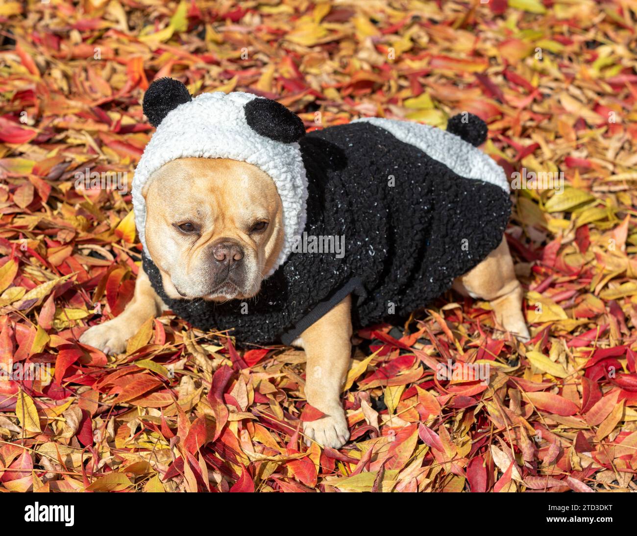 Frenchie maschile Tan di 8 anni vestito da orso Panda con sfondo autunnale. Foto Stock